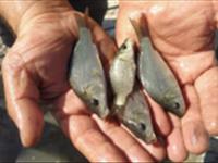 رهاسازی بچه ماهیان کپور در دریاچه شهدای خلیج فارس