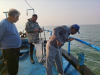 پایش میدانی ذخایر کیلکا ماهیان با محوریت عوامل زیستی و محیطی در سواحل استان گیلان