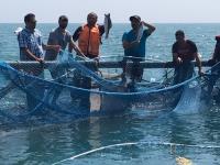 برداشت ماهی قزل آلای پرورشی از قفس مستقر در دریای خزر در سواحل گیلان