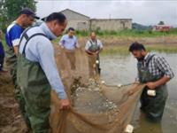 برنامه ریزی پژوهشکده آبزی پروری آبهای داخلی برای  اصلاح نژاد ماهی کپور با مشارکت بخش های خصوصی در استان گیلان