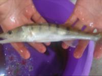 پرورش متراکم و تک گونه ای ماهی سوف سفید در ایستگاه تحقیقاتی تکثیر و پرورش آبزیان شولم فومن پژوهشکده آبزی پروری آبهای داخلی