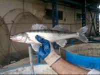 دستیابی به دانش فنی پرورش ماهی سوف سفید در شرایط متراکم