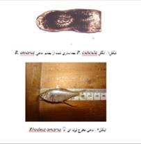 اولین گزارش از آلودگی ماهی مخرج لوله ایRhodeus amarus  به انگل دیژن Posthodiplostomum cuticola در تالاب انزلی