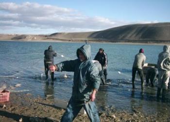 ارزیابی ذخایر و بررسی جمعیتی ماهیان  سد مخزنی حسنلو آذربایجان غربی