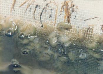  بررسی زیستی گاماروس ها در سواحل جنوبی دریای خزر و توان تولید آن در استخرهای خاکی