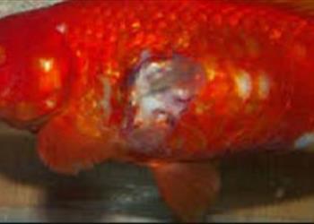  بررسی آلودگی باکتریایی در کارگاههای پرورش ماهی قرمز استان گیلان 