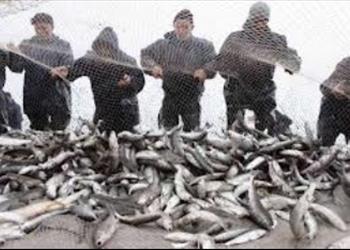 ارزیابی ذخایر ماهیان استخوانی دریای خزر  73-1372