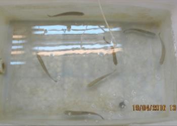  بررسی تاثیر پروبیوتیک 426951  Lactobacillus plantarum KC در جیره غذایی بر شاخص های رشد، خونی و ایمنی ماهی قزل آلای رنگین کمان (Oncorhynchus mykiss)