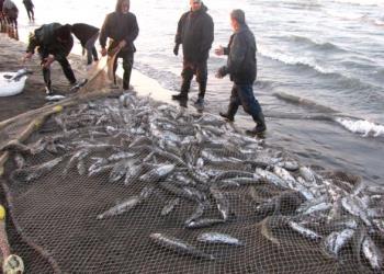 بررسی چگونگی صید ماهی کفال با تور گوشگیر محاصره ای
