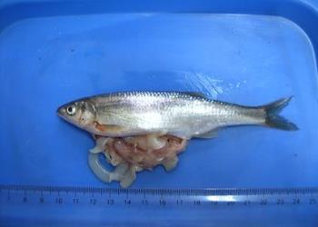  بررسی و شناسایی انگل های کرمی در پنج گونه ماهی تالاب انزلی