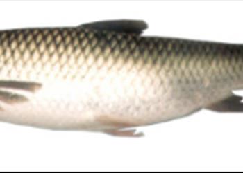 بررسی امکان جایگزینی دو رگه آمورX  ماهی سفید بجای آمور در پرورش توام با کپور 