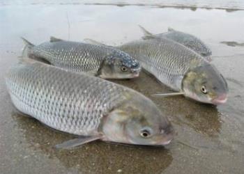 پلاک گذاری ماهی سفید Rutilus frisi kutum در دریای مازندران