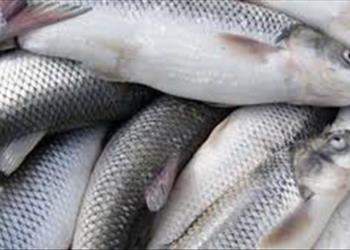 برآورد ذخیره ماهی سفید در سال 66-1368 در سواحل گیلان و مازندران و پیش بینی  ذخیره ماهی سفید در سال 1370-1369