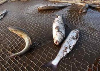 :  ارزیابی و مدیریت ذخائر ماهیان استخوانی و اقتصادی دریای مازندران  