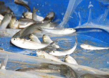 تعیین پتانسیل صید ماهیان استخوانی و بهره برداری مطلوب از آن در دریای خزر