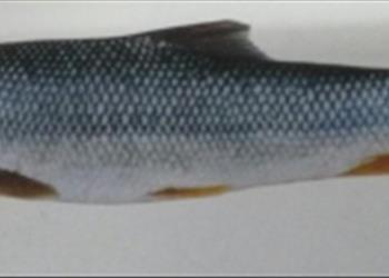 مولد سازی از سس ماهی Barbus capito با استفاده از رژیم غذایی مختلف