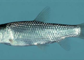 دورگه گیری بین ماهی آمور نر و ماهی سفید ماده و پرورش آن تا حد انگشت قد