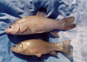 مبارزه بیولوژیک با حلزونهای میزبان واسط انگل دیپلوستوموم (Diplostomum)با استفاده  از لای ماهی (Tinca) 