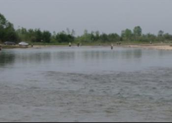 بررسی تکثیر طبیعی ماهیان اقتصادی مهاجر در رودخانه سفید رود