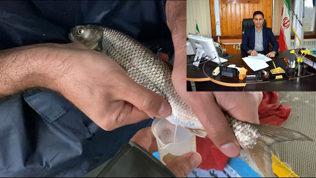 گامی نوین در جهت تکثیر ماهی سفید پرورشی در کشور