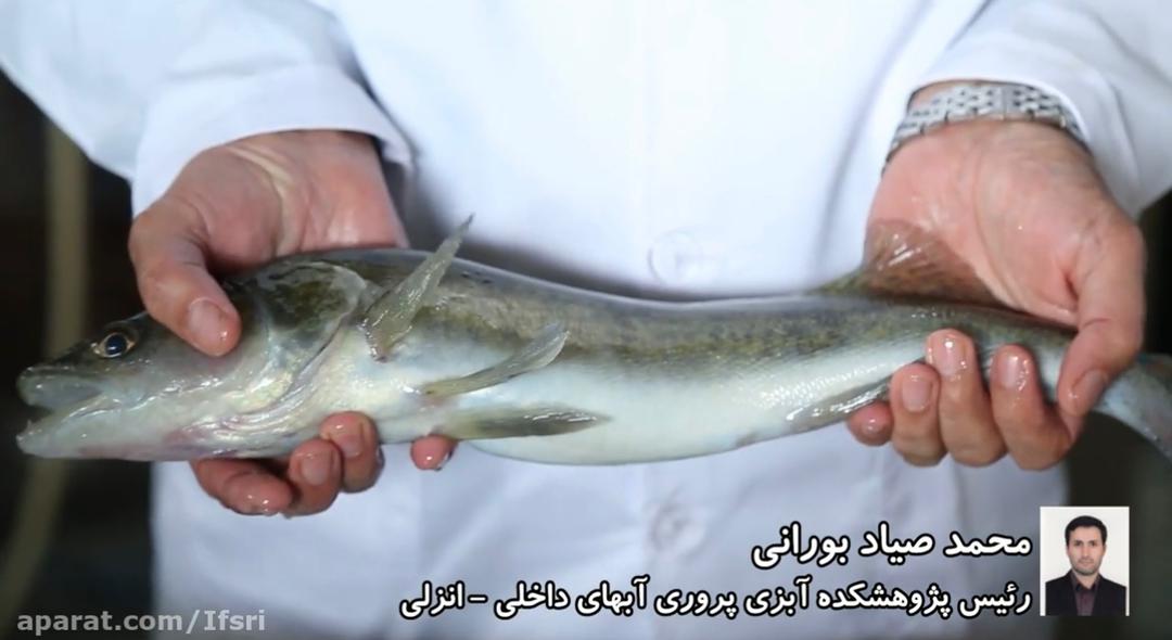 پرورش ماهی سوف سفید-مصاحبه با آقای دکتر محمد صیاد بورانی